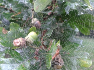 frosty spiderweb autumn cheeseboard